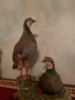 Perdrix rouge, Antiquités & Art, Enlèvement