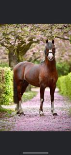 Prachtige welsh ter dekking, Animaux & Accessoires, Chevaux & Poneys | Étalons & Juments poulinières