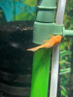 30 Jeune ancistrus rouge, Animaux & Accessoires