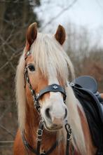 Barokke showset full, Dieren en Toebehoren, Ophalen of Verzenden