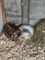 Konijntje zoekt nieuwe thuis, Dieren en Toebehoren, Konijnen, Vrouwelijk, Klein, 0 tot 2 jaar