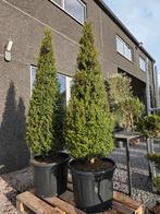 Ilex Crenata strong Caroline, Tuin en Terras, Ophalen