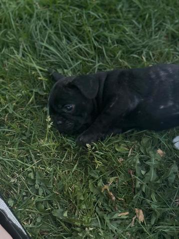 Chiots bouledogue français 