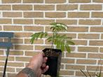 Albizia julibrisin (Perzische slaapboom), Tuin en Terras, Planten | Tuinplanten, Volle zon, Vaste plant, Zomer, Ophalen