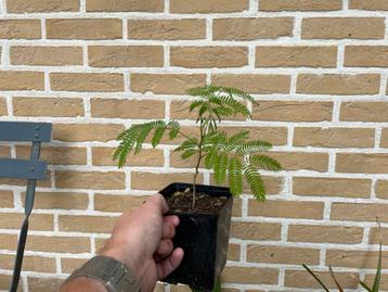 Albizia julibrisin (Perzische slaapboom) beschikbaar voor biedingen