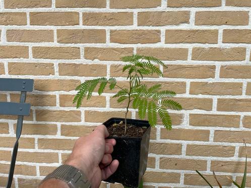 Albizia julibrisin (Perzische slaapboom), Tuin en Terras, Planten | Tuinplanten, Vaste plant, Overige soorten, Volle zon, Zomer