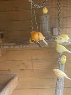 kanaries, Dieren en Toebehoren, Vogels | Kanaries