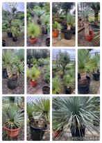 Yucca Rostrata div. hoogtes en stamdiktes, Enlèvement