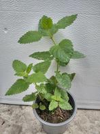 Plant plantjes Citroenmelisse, antimuggen, eet en drinkbaar, Tuin en Terras, Planten | Tuinplanten, Ophalen, Volle zon, Vaste plant