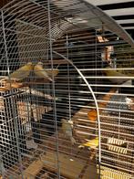 Jonge kanaries 2025, Meerdere dieren, Kleurkanarie