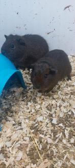 Cavia beertjes, Octobre, Mâle, Domestique, Cobaye