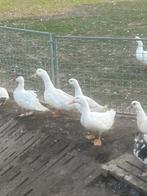 Peking eenden, Dieren en Toebehoren