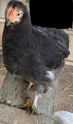 1 poule bonne pondeus oeuf bleu et 1 coq à vendre, non sép, Plusieurs animaux, Autres espèces