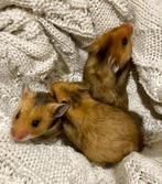 Handtamme goudhamster/syrische hamster vrouwlijk, Dieren en Toebehoren, Knaagdieren, Hamster, Vrouwelijk, Tam, September