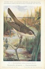 MOERASRIETZANGER, Verzenden, Ongelopen, Vogel