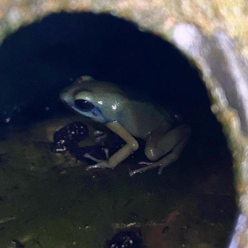 Pijlgifkikker "El Oro" te koop, Dieren en Toebehoren, Reptielen en Amfibieën, Amfibie, 0 tot 2 jaar