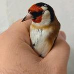 . Mannelijke distelvink 65€, Dieren en Toebehoren, Ophalen