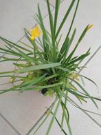 Gele bieslelie, Volle zon, Vaste plant, Siergrassen, Ophalen of Verzenden