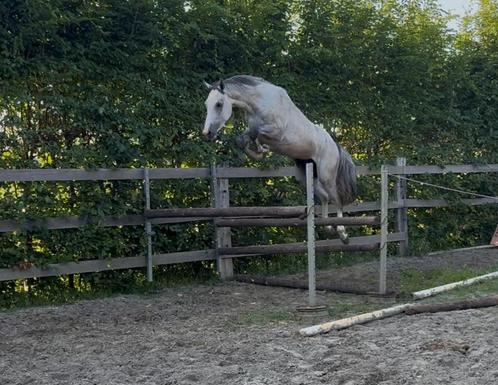 Mooie leuke 3jarige hengst, Dieren en Toebehoren, Paarden, Hengst
