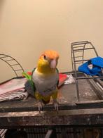 Papagaai.tel 0484447393, Dieren en Toebehoren, Vogels | Hokken en Kooien, Ophalen of Verzenden