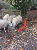 Schaap ram, Dieren en Toebehoren