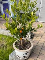 Appelsienboom, Tuin en Terras, Ophalen