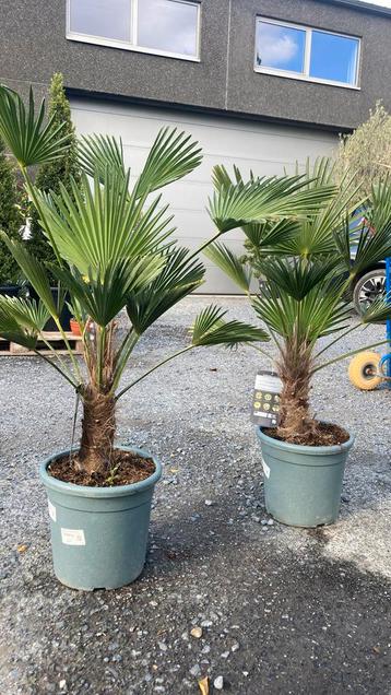 Windbestendige palmbomen beschikbaar voor biedingen