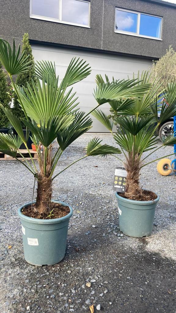 Windbestendige palmbomen, Tuin en Terras, Planten | Tuinplanten, Ophalen