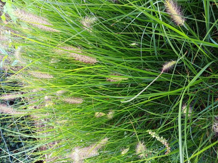 pennisetum hamlen lampepoetsergras, Tuin en Terras, Planten | Tuinplanten, Winter, Ophalen