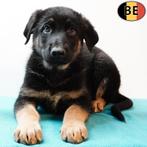 Berger Allemand (mâles) chiots belges à poil court, Commerçant, Chien (mâle), 8 à 15 semaines, Plusieurs