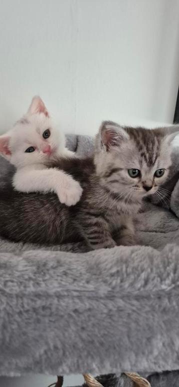 Super tamme Britse korthaar poesje en kater  met stamboom, Dieren en Toebehoren, Katten en Kittens | Raskatten | Korthaar, Meerdere dieren