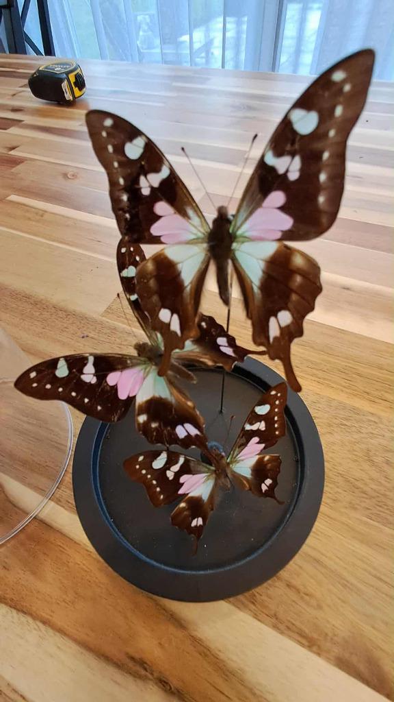 Cloche 3 papillons Graphium weiskei sous dôme en verre, Collections, Collections Animaux, Comme neuf, Animal empaillé, Autres