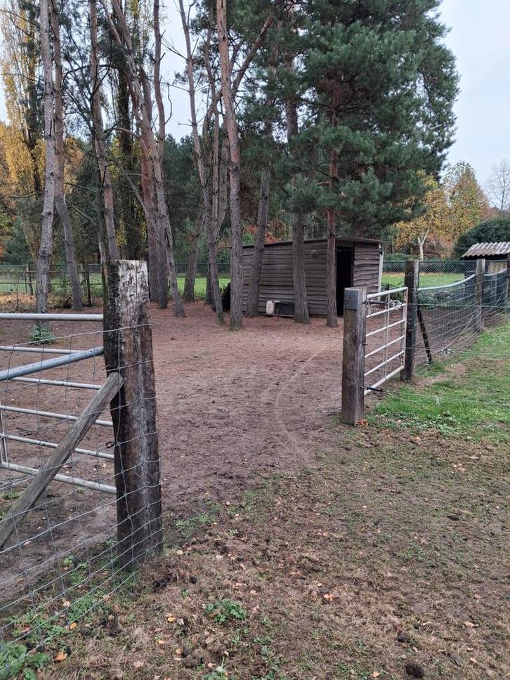 Weide met stalling en ruime paddock en buitenpiste, Dieren en Toebehoren, Stalling en Weidegang, Stalling