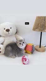 Britse Korthaar Kittens, Dieren en Toebehoren, Poes, Gechipt, 0 tot 2 jaar