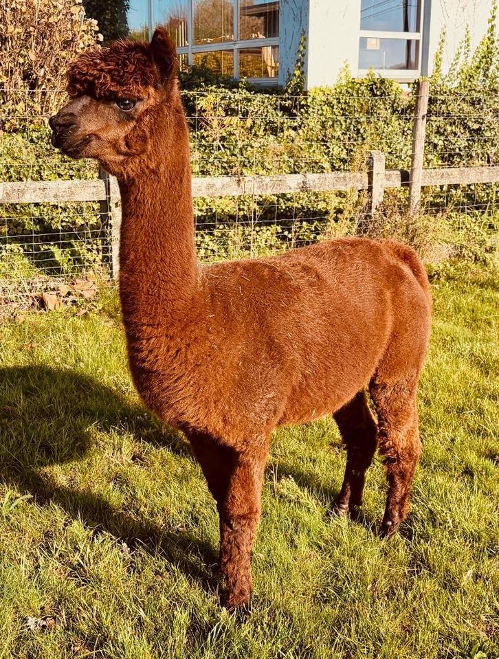 Te koop: Drachtige alpaca merrie – Billie June, Dieren en Toebehoren, Overige Dieren, Vrouwelijk, Juli
