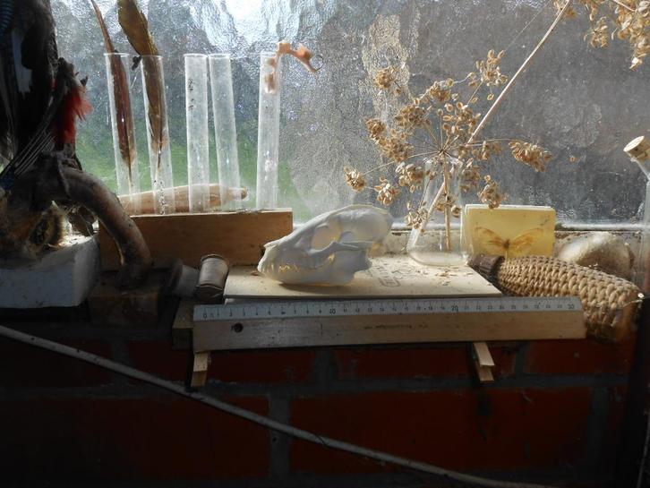 wasbeerhondschedel, Collections, Collections Animaux, Comme neuf, Crâne, Animal sauvage, Enlèvement ou Envoi