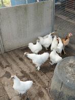 Zijdehoenders, Dieren en Toebehoren, Pluimvee, Meerdere dieren