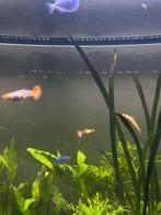 9 guppy’s, Dieren en Toebehoren, Vissen | Aquariumvissen