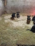 Duitse herder pups, Dieren en Toebehoren, Honden | Herdershonden en Veedrijvers, België, Particulier, Meerdere, Meerdere dieren