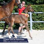 Ruiter gezocht bij familie fokkerij, Dieren en Toebehoren, Paarden, Springpaard, Gechipt, Zadelmak, 3 tot 6 jaar