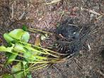 Waterlelies roze, Tuin en Terras, Ophalen