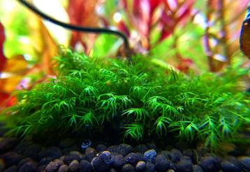 Fissidens fontanus. Stuk van 10 op 10cm beschikbaar voor biedingen