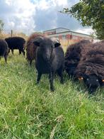 Ouessant bokje, Mannelijk, Schaap