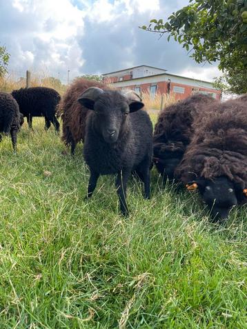 Ouessant bokje, Mâle, Mouton