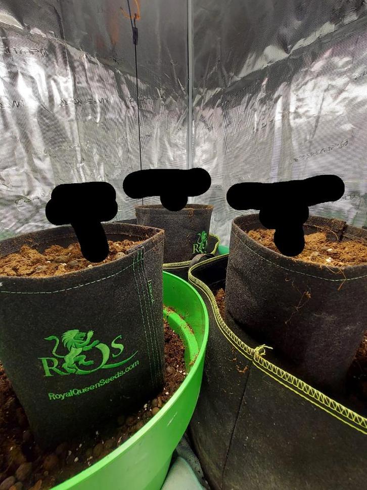 binnencultuur, Tuin en Terras, Kweekspullen, Zo goed als nieuw, Kweektent, Verzenden