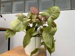 Syngonium podophyllum Neon 30 cm (buitenpot niet inbegrepen), Ophalen