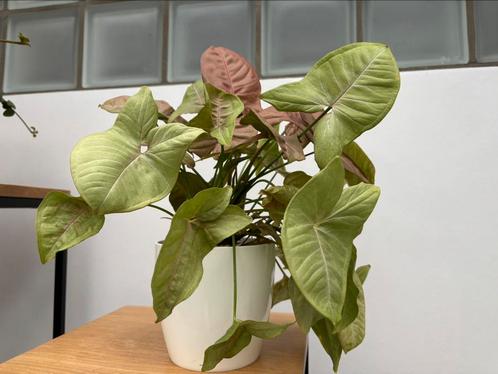 Syngonium podophyllum Neon 30 cm (buitenpot niet inbegrepen), Huis en Inrichting, Kamerplanten, Ophalen