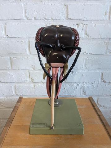 anatomisch model kop van bij.  beschikbaar voor biedingen
