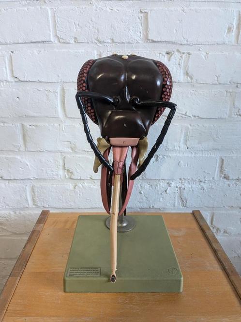 anatomisch model kop van bij., Antiek en Kunst, Curiosa en Brocante, Ophalen