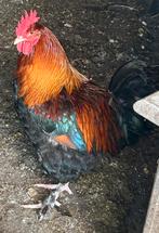 Marans hanen en hanen voor de slacht, Mâle, Poule ou poulet